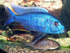 Хаплохромис васильковый – Sciaenochromis ahli 2