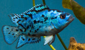 Цихлазома Блю Демпси - Rocio octofasciata «Blue Jack Dempsey» 2