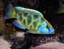 Леопард золотой – Nimbochromis venustus 2
