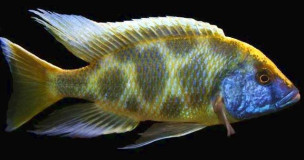 Леопард золотой – Nimbochromis venustus 4