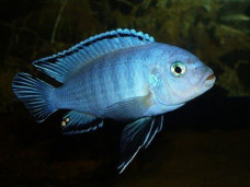 Псевдотрофеус Соколофи – Pseudotropheus socolofi 2
