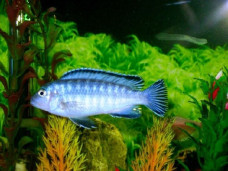 Псевдотрофеус Соколофи – Pseudotropheus socolofi 3