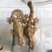 Геккон лопастехвостый индомалайский  Кюля – Gekko kuhli 2