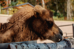 Верблюд двугорбый  – Camelus bactrianus 2