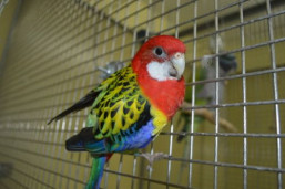 Розелла пестрая  – Platycercus eximius 2