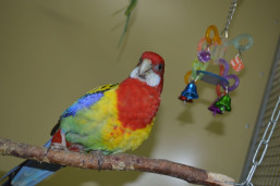 Розелла пестрая  – Platycercus eximius 3