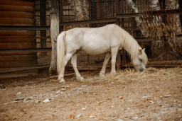 Лошадь домашняя  – Equus ferus caballus 2