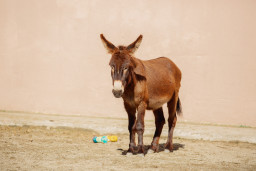 Осёл домашний– Equus asinus 3