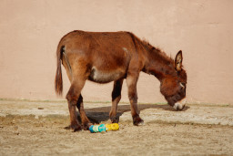 Осёл домашний– Equus asinus 4
