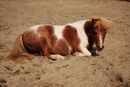 Пони – Equus caballus dom. 2