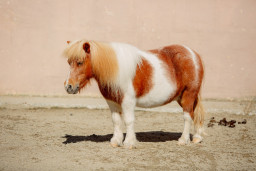 Пони – Equus caballus dom. 5