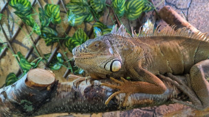 Игуана обыкновенная (зеленая)  -  Iguana iguana 2