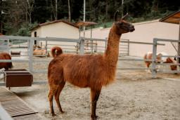 Лама -  Lama glama 3