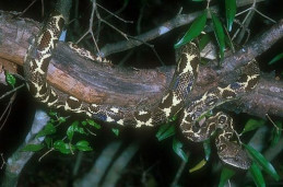 Удав древесный мадагаскарский – Sanzinia madagascariensis 2