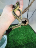 Змея королевская великолепная– Lampropeltis splendida 2