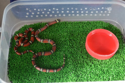 Змея молочная синалойская - Lampropeltis triangulum sinaloae 2