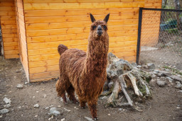 Альпака – Lama pacos 4