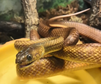 Бойга коричневая – Boiga irregularis 2