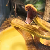 Бойга коричневая – Boiga irregularis 4