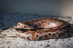 Питон пестрый красный – Python brongersmai 2