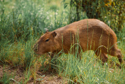 Капибара – Hydrochoerus hydrochaeris 2