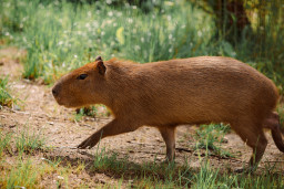 Капибара – Hydrochoerus hydrochaeris 3