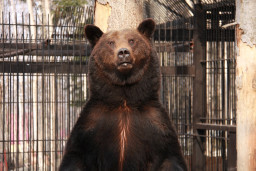 Медведь бурый – Ursus arctos 3