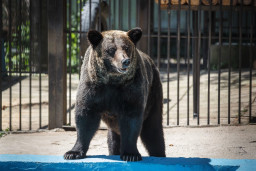 Медведь бурый – Ursus arctos 4