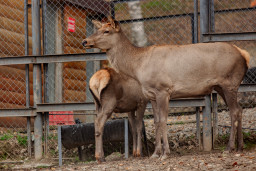 Марал алтайский – Cervus elaphus sibiricus 2