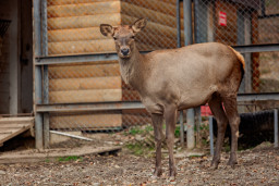 Марал алтайский – Cervus elaphus sibiricus 3