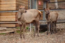 Марал алтайский – Cervus elaphus sibiricus 4