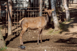 Марал алтайский – Cervus elaphus sibiricus 5
