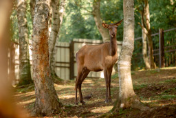 Марал алтайский – Cervus elaphus sibiricus 6
