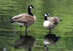 Казарка алеутская канадская– Branta hutchinsii leucopareia 2
