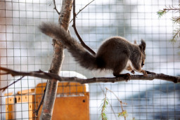 Белка сахалинская - Sciurus vulgaris rupestris 2