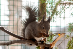 Белка сахалинская - Sciurus vulgaris rupestris 3