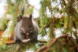 Белка сахалинская - Sciurus vulgaris rupestris 4