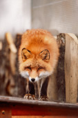 Лиса обыкновенная – Vulpes vulpes 2
