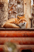 Лиса обыкновенная – Vulpes vulpes 3