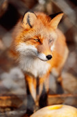 Лиса обыкновенная – Vulpes vulpes 4