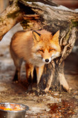 Лиса обыкновенная – Vulpes vulpes 6
