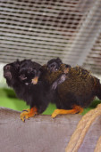 Тамарин краснорукий  – Saguinus midas 2