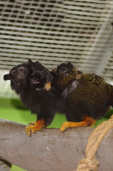 Тамарин краснорукий  – Saguinus midas 3