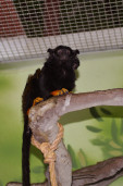 Тамарин краснорукий  – Saguinus midas 4