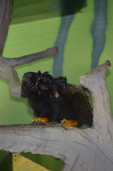 Тамарин краснорукий  – Saguinus midas 5