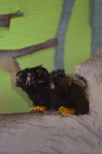 Тамарин краснорукий  – Saguinus midas 6