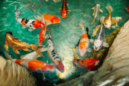 Карп кои – Cyprinus carpio var. koi 2