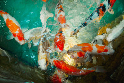 Карп кои – Cyprinus carpio var. koi 3