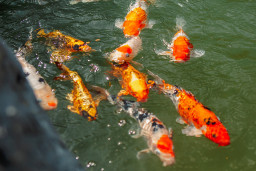 Карп кои – Cyprinus carpio var. koi 6