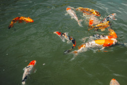 Карп кои – Cyprinus carpio var. koi 7